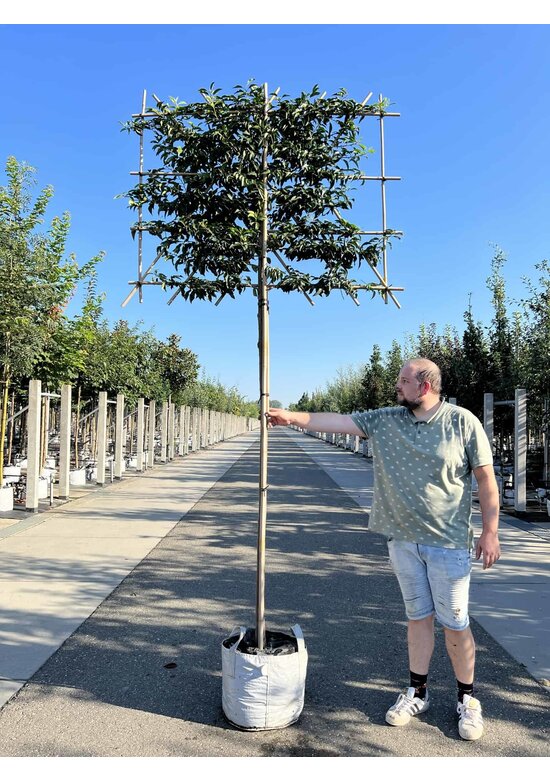 Portugiesischer Kirschlorbeer Spalier | Prunus lusitanica