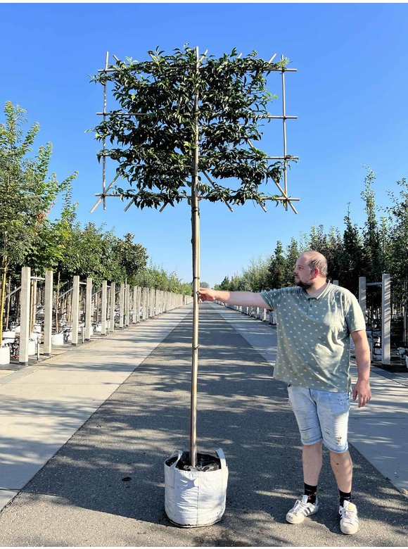 Portugiesischer Kirschlorbeer Spalierbaum | Prunus lusitanica Portugiesischer Kirschlorbeer Spalierbaum | Prunus lusitanica