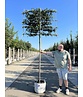 Portugiesischer Kirschlorbeer Spalier | Prunus lusitanica Portugiesischer Kirschlorbeer Spalier | Prunus lusitanica