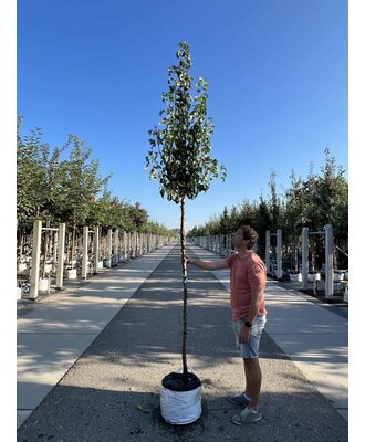 bestellen Einfach Birnenbaum kaufen? Conference Venovi | - online