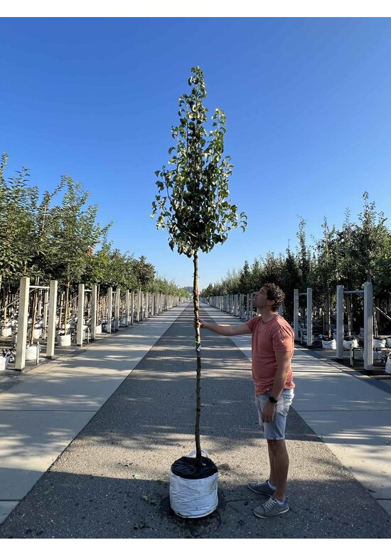 Birnenbaum 'Conference' | Pyrus communis 'Conference'