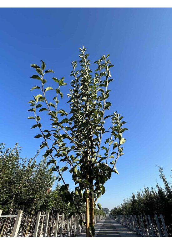 Birnenbaum 'Williams' | Pyrus communis ‘Williams’