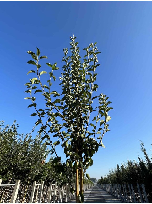 Birnenbaum 'Williams' | Pyrus communis ‘Williams’ Birnenbaum 'Williams' | Pyrus communis ‘Williams’