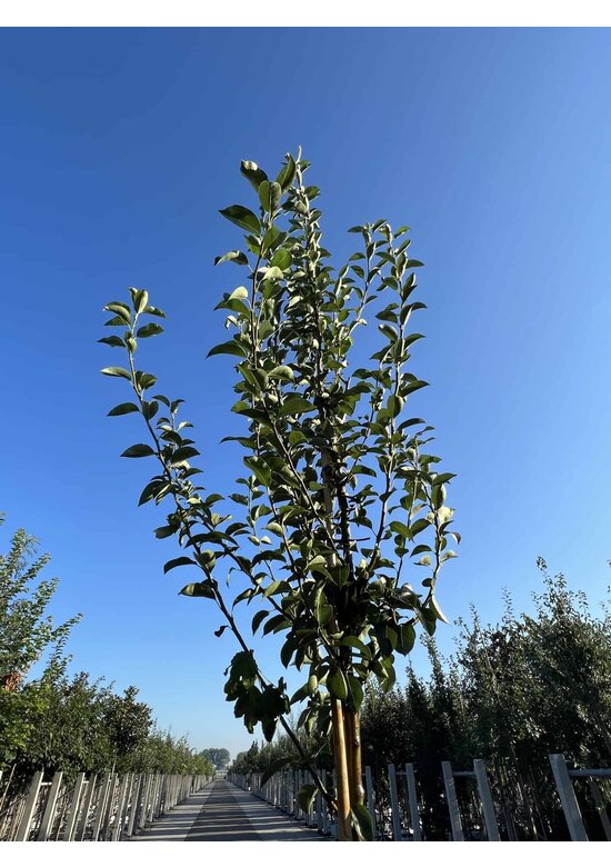 Birnenbaum 'Williams' | Pyrus communis ‘Williams’