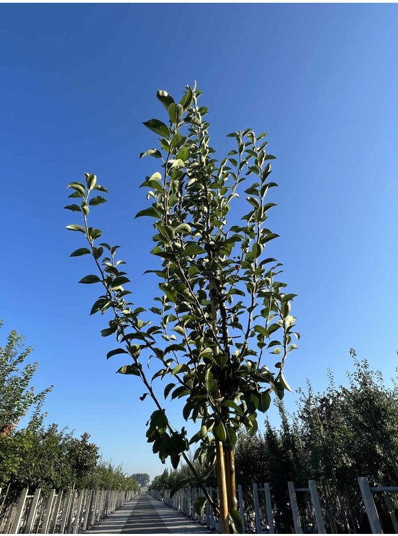 Birnenbaum 'Williams' | Pyrus communis ‘Williams’ Birnenbaum 'Williams' | Pyrus communis ‘Williams’