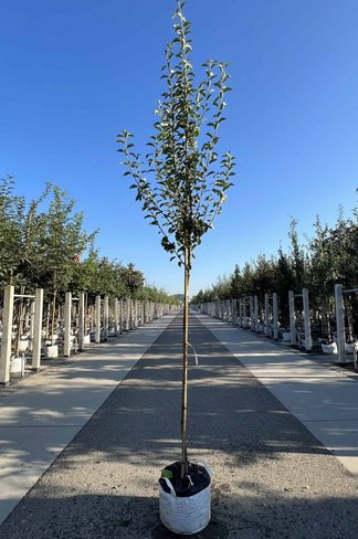 Birnenbaum 'Williams' | Pyrus communis ‘Williams’