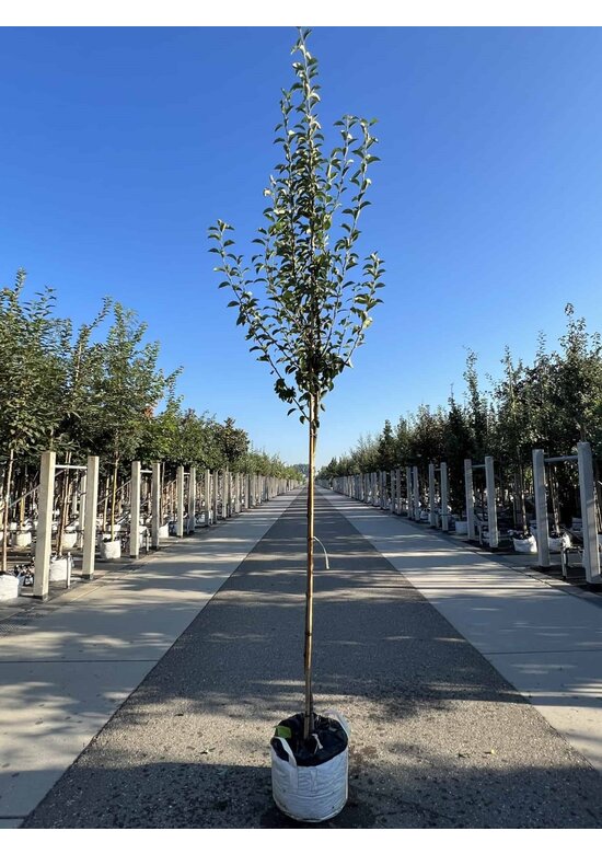 Birnenbaum 'Williams' | Pyrus communis ‘Williams’