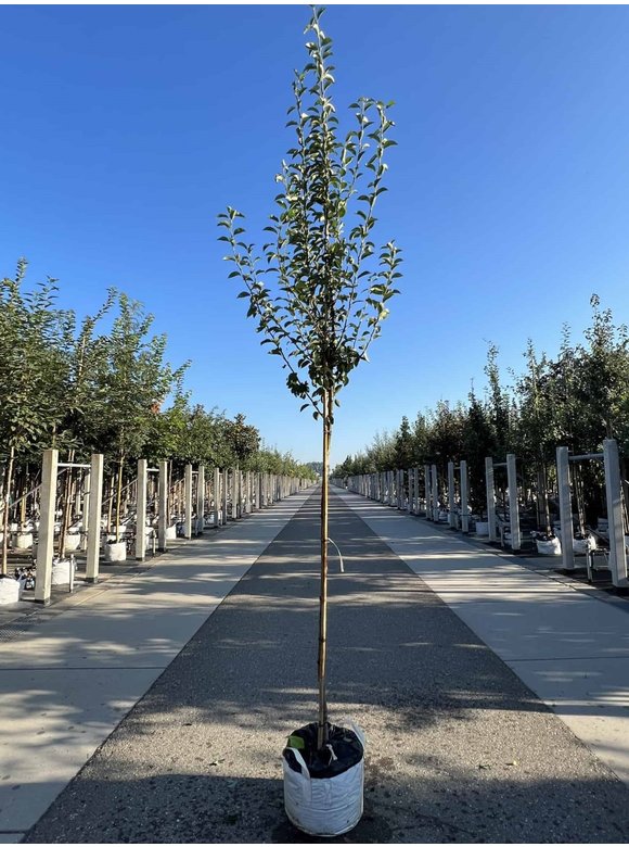 Birnenbaum 'Williams' | Pyrus communis ‘Williams’ Birnenbaum 'Williams' | Pyrus communis ‘Williams’