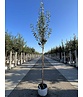 Birnenbaum 'Williams' | Pyrus communis ‘Williams’