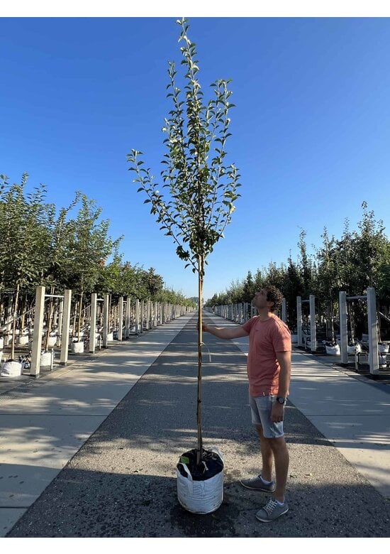 Birnenbaum 'Williams' | Pyrus communis ‘Williams’