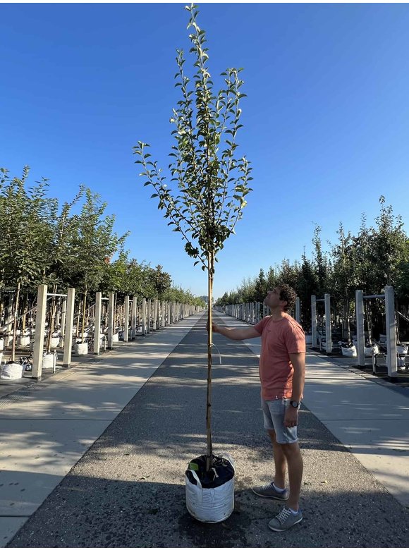 Birnenbaum 'Williams' | Pyrus communis ‘Williams’ Birnenbaum 'Williams' | Pyrus communis ‘Williams’