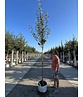 Birnenbaum 'Williams' | Pyrus communis ‘Williams’