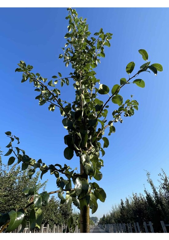 Birnenbaum 'Beurré Hardy' | Pyrus communis 'Beurré Hardy' Birnenbaum 'Beurré Hardy' | Pyrus communis 'Beurré Hardy'