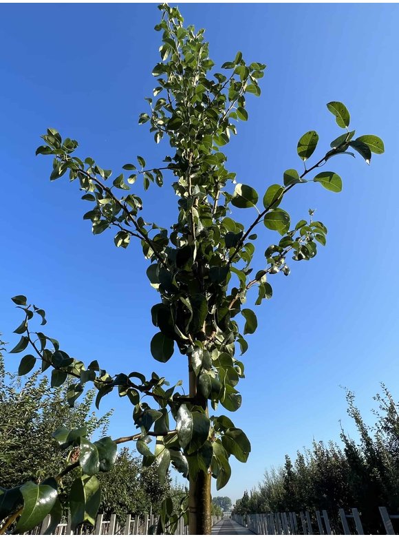 Birnenbaum 'Beurré Hardy' | Pyrus communis 'Beurré Hardy' Birnenbaum 'Beurré Hardy' | Pyrus communis 'Beurré Hardy'
