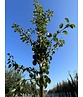 Birnenbaum 'Beurré Hardy' | Pyrus communis 'Beurré Hardy' Birnenbaum 'Beurré Hardy' | Pyrus communis 'Beurré Hardy'