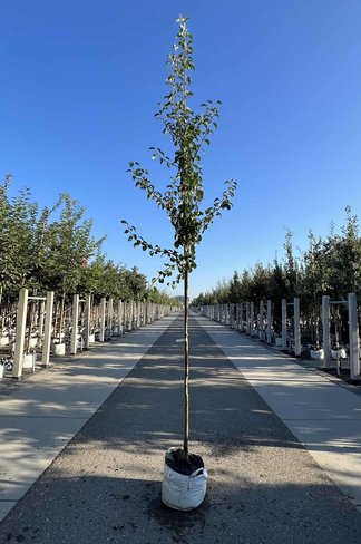 Birnenbaum 'Beurré Hardy' | Pyrus communis 'Beurré Hardy'