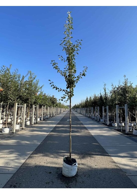 Birnenbaum 'Beurré Hardy' | Pyrus communis 'Beurré Hardy'