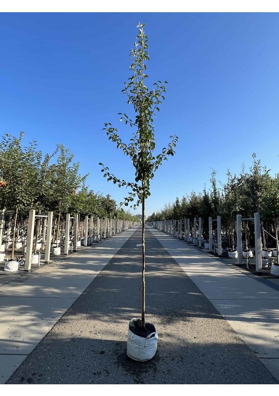 Birnenbaum 'Beurré Hardy' | Pyrus communis 'Beurré Hardy' Birnenbaum 'Beurré Hardy' | Pyrus communis 'Beurré Hardy'