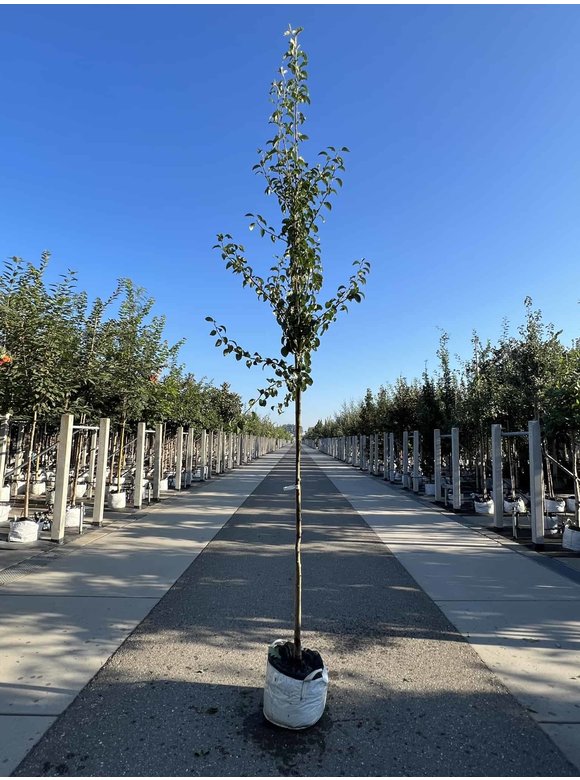 Birnenbaum 'Beurré Hardy' | Pyrus communis 'Beurré Hardy' Birnenbaum 'Beurré Hardy' | Pyrus communis 'Beurré Hardy'