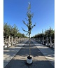 Birnenbaum 'Beurré Hardy' | Pyrus communis 'Beurré Hardy' Birnenbaum 'Beurré Hardy' | Pyrus communis 'Beurré Hardy'