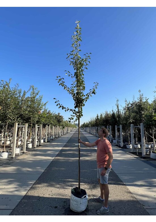 Birnenbaum 'Beurré Hardy' | Pyrus communis 'Beurré Hardy'