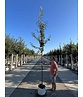 Birnenbaum 'Beurré Hardy' | Pyrus communis 'Beurré Hardy' Birnenbaum 'Beurré Hardy' | Pyrus communis 'Beurré Hardy'