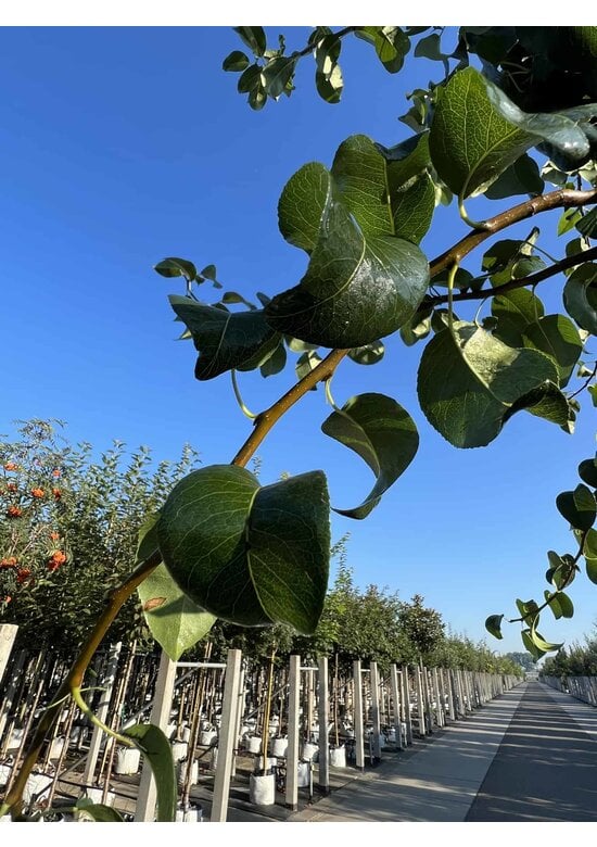 Birnenbaum 'Beurré Hardy' | Pyrus communis 'Beurré Hardy'
