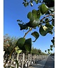 Birnenbaum 'Beurré Hardy' | Pyrus communis 'Beurré Hardy' Birnenbaum 'Beurré Hardy' | Pyrus communis 'Beurré Hardy'