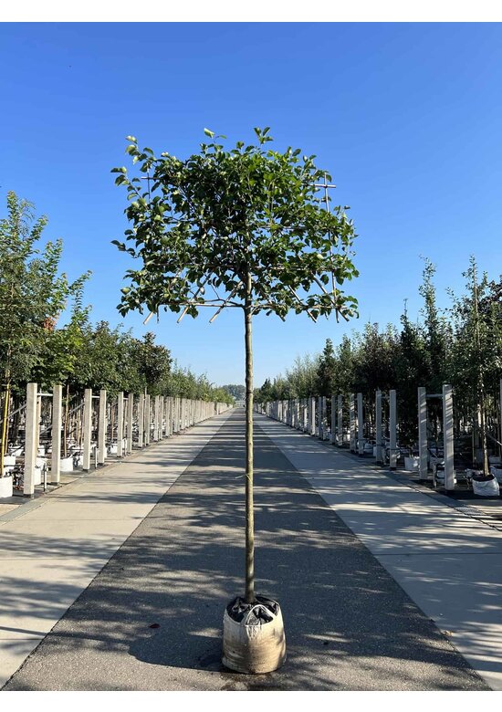 Stadtbirne 'Chanticleer' Spalierbaum | Pyrus calleryana 'Chanticleer'