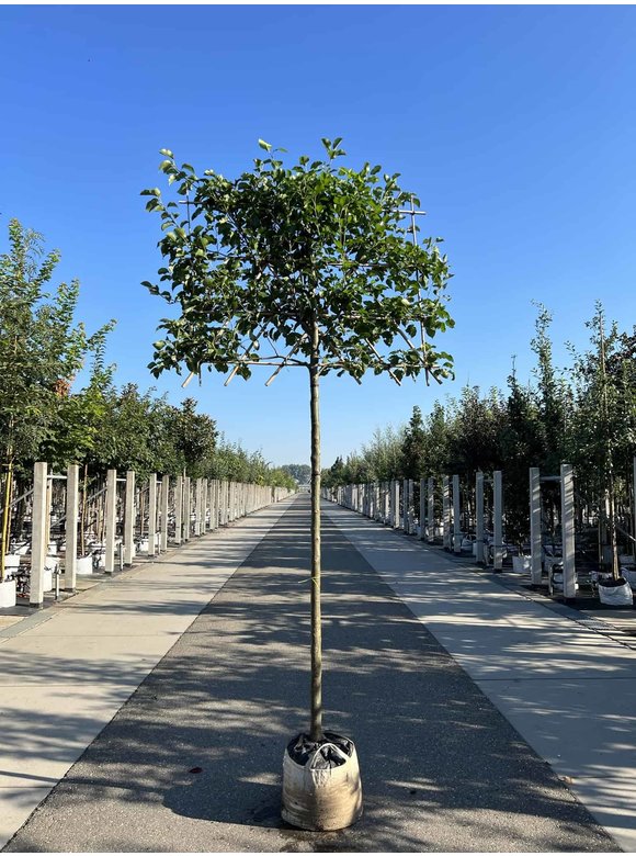 Stadtbirne 'Chanticleer' - Spalierbaum | Pyrus calleryana 'Chanticleer' Stadtbirne 'Chanticleer' - Spalierbaum | Pyrus calleryana 'Chanticleer'