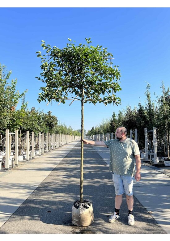 Stadtbirne 'Chanticleer' - Spalierbaum | Pyrus calleryana 'Chanticleer' Stadtbirne 'Chanticleer' - Spalierbaum | Pyrus calleryana 'Chanticleer'