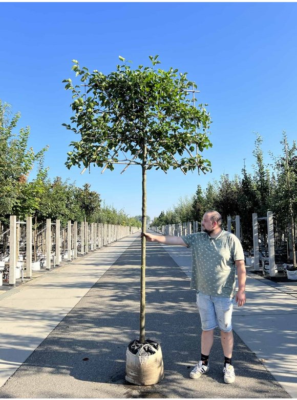 Stadtbirne 'Chanticleer' - Spalierbaum | Pyrus calleryana 'Chanticleer' Stadtbirne 'Chanticleer' - Spalierbaum | Pyrus calleryana 'Chanticleer'