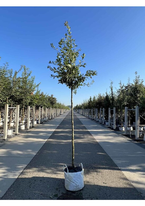 Stieleiche | Quercus robur