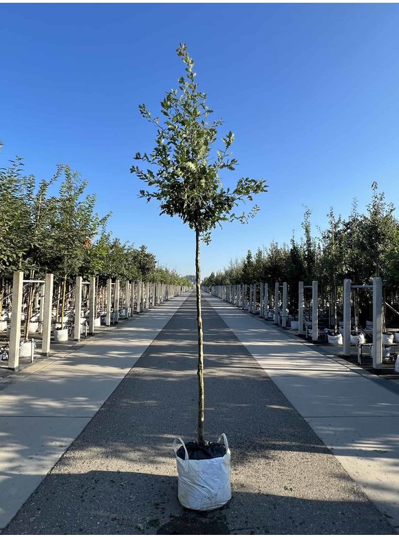 Stiel-Eiche - Sommer-Eiche | Quercus robur Stiel-Eiche - Sommer-Eiche | Quercus robur