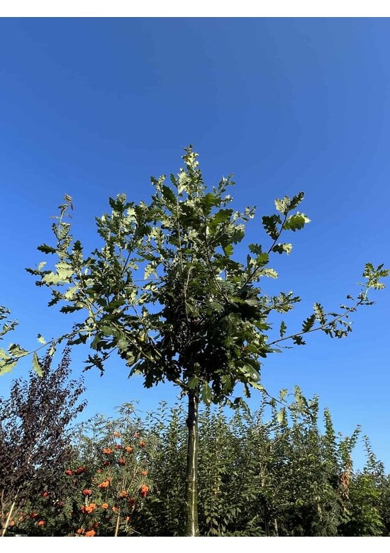 Stiel-Eiche - Sommer-Eiche | Quercus robur