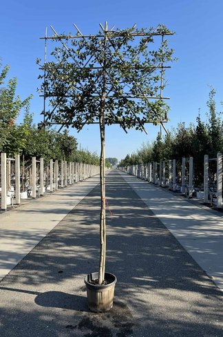Stein-Eiche - Spalierbaum | Quercus Ilex Stein-Eiche - Spalierbaum | Quercus Ilex