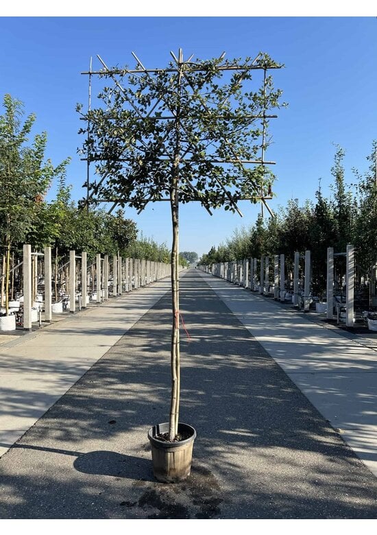 Steineiche Spalierbaum | Quercus Ilex