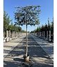 Steineiche Spalierbaum | Quercus Ilex