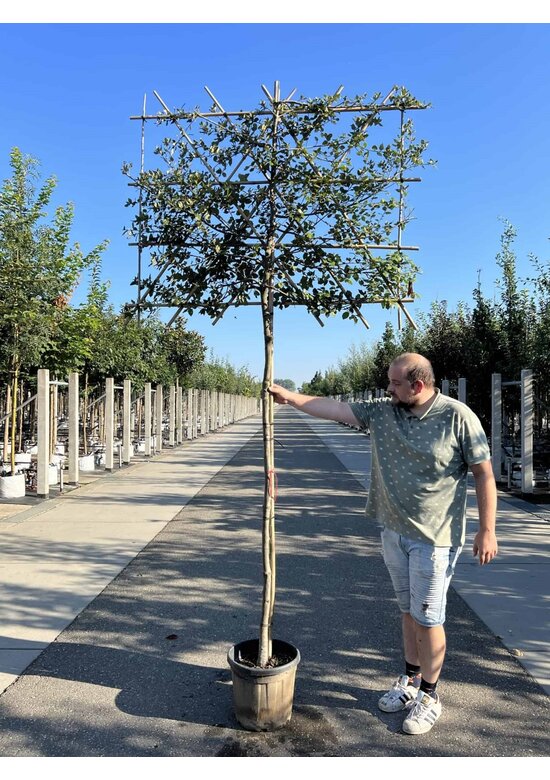 Steineiche Spalierbaum | Quercus Ilex