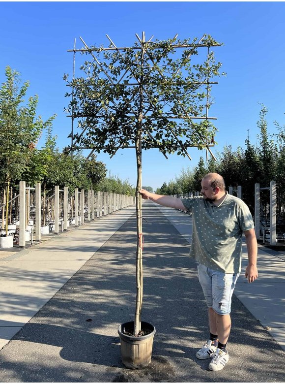 Stein-Eiche - Spalierbaum | Quercus Ilex Stein-Eiche - Spalierbaum | Quercus Ilex