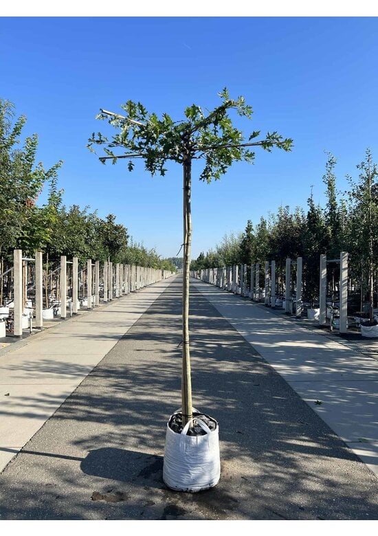 Sumpfeiche dachform | Quercus palustris