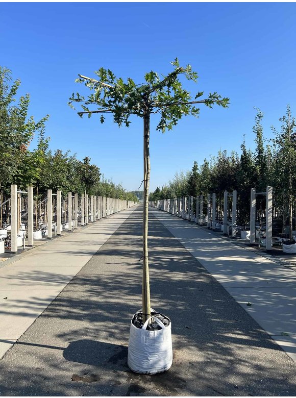Sumpf-Eiche - Dachbaum | Quercus palustris Sumpf-Eiche - Dachbaum | Quercus palustris