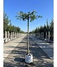 Sumpf-Eiche - Dachbaum | Quercus palustris Sumpf-Eiche - Dachbaum | Quercus palustris