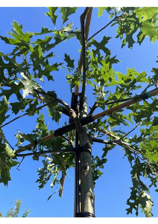 Sumpfeiche dachform | Quercus palustris