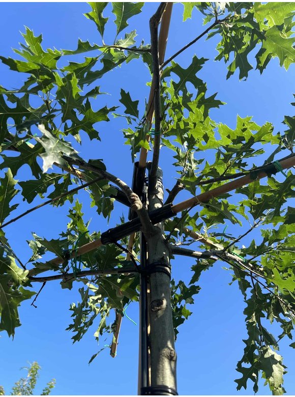 Sumpf-Eiche - Dachbaum | Quercus palustris Sumpf-Eiche - Dachbaum | Quercus palustris