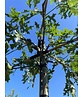 Sumpf-Eiche - Dachbaum | Quercus palustris Sumpf-Eiche - Dachbaum | Quercus palustris