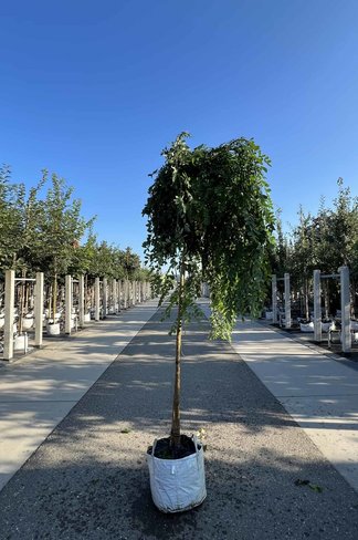 Hängender Schnurbaum 'Pendula' | Styphnolobium japonicum 'Pendula'