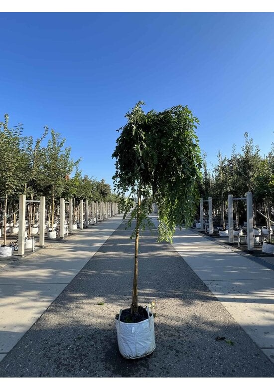 Hängender Schnurbaum 'Pendula' | Styphnolobium japonicum 'Pendula'