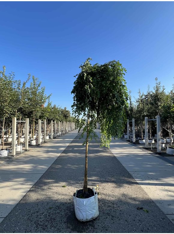 Hängender Schnurbaum 'Pendula' | Styphnolobium japonicum 'Pendula' Hängender Schnurbaum 'Pendula' | Styphnolobium japonicum 'Pendula'