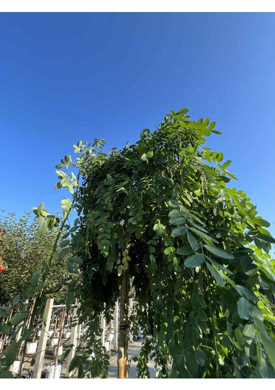 Hängender Schnurbaum 'Pendula' | Styphnolobium japonicum 'Pendula'
